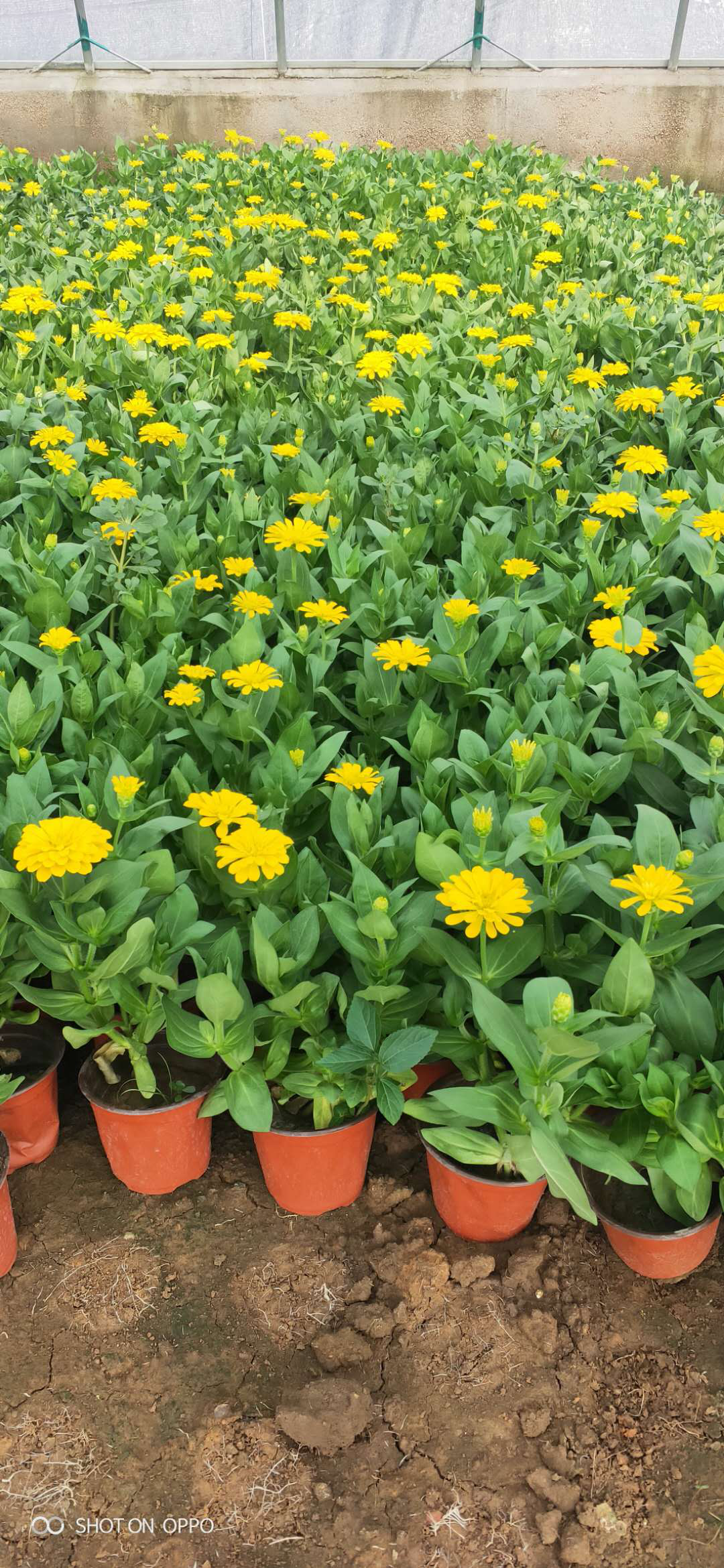 百日草圖片/百日草樣板圖 (3)