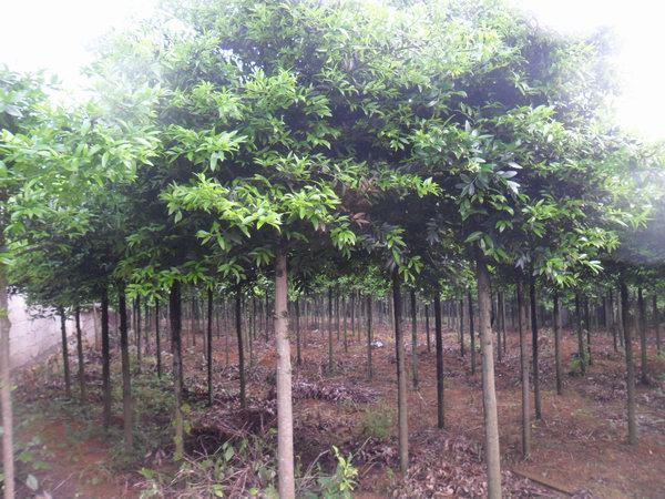 柏苗圖片/柏苗樣板圖 (3)