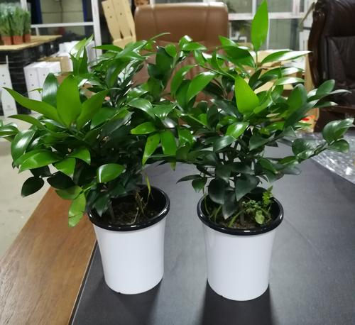 柏苗圖片/柏苗樣板圖 (2)