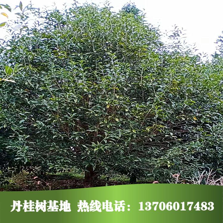 桂花樹(shù)苗圖片/桂花樹(shù)苗樣板圖 (1)
