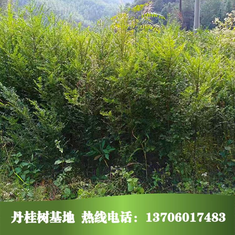 紅豆杉苗圖片/紅豆杉苗樣板圖 (3)
