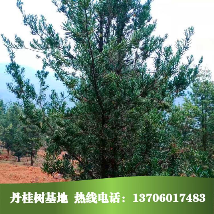 羅漢松圖片/羅漢松樣板圖 (3)