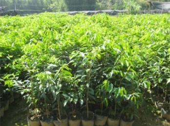 大杯苗*惠  大杯苗報價 大杯苗供應(yīng)商