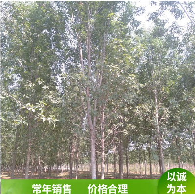 白蠟樹圖片/白蠟樹樣板圖 (2)