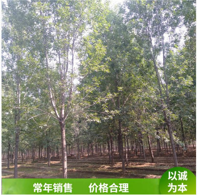 白蠟樹圖片/白蠟樹樣板圖 (3)