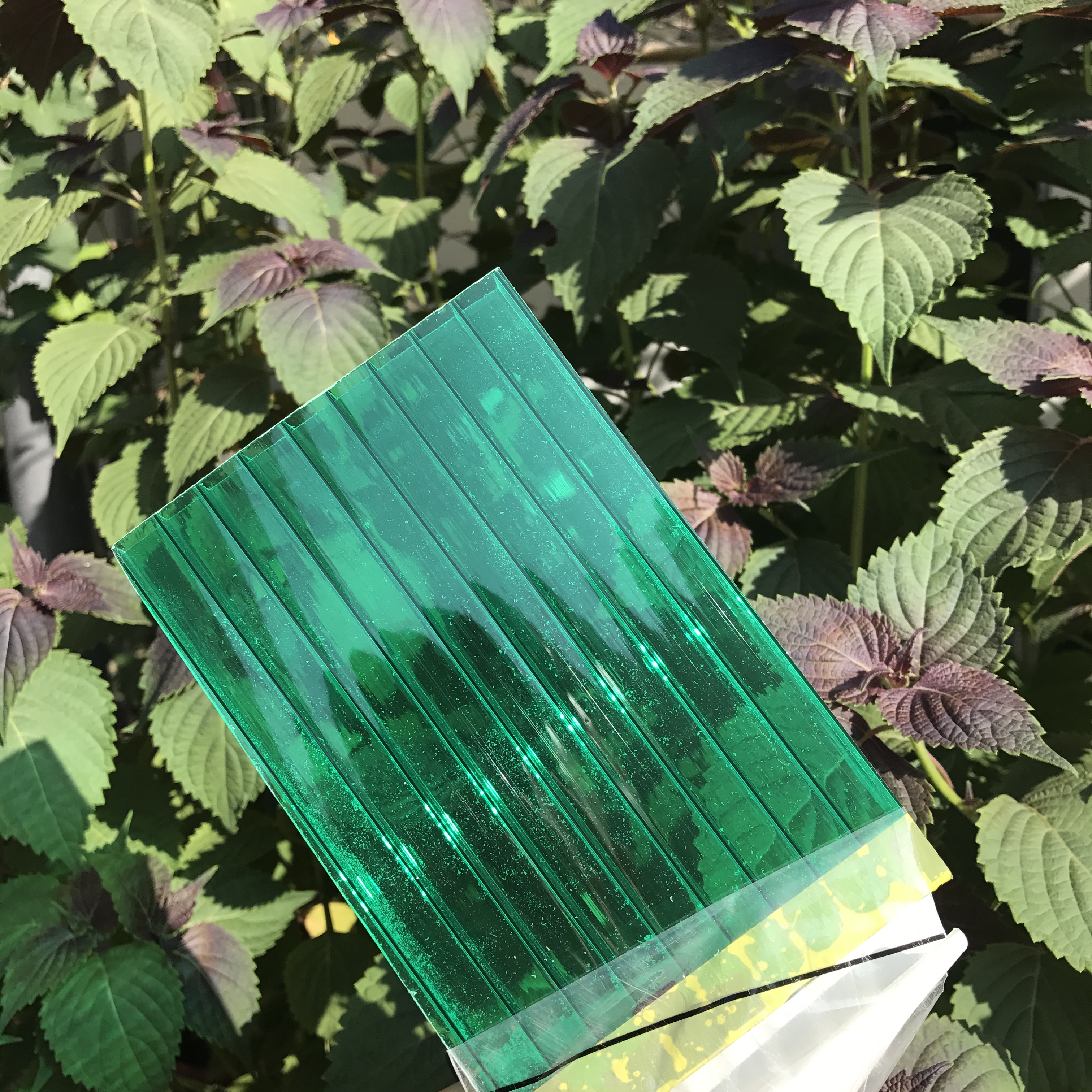 草綠陽光板圖片