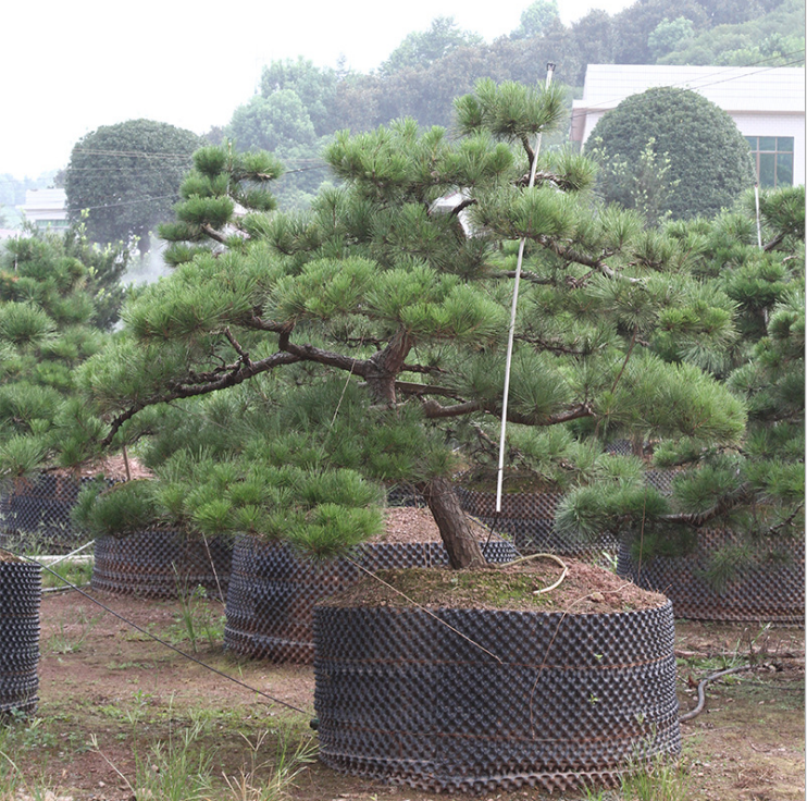 长沙市造型黑松厂家造型黑松 造型黑松供应 造型黑松哪里有 造型黑松哪里好 造型黑松哪里有 造型黑松价格 造型黑松种植