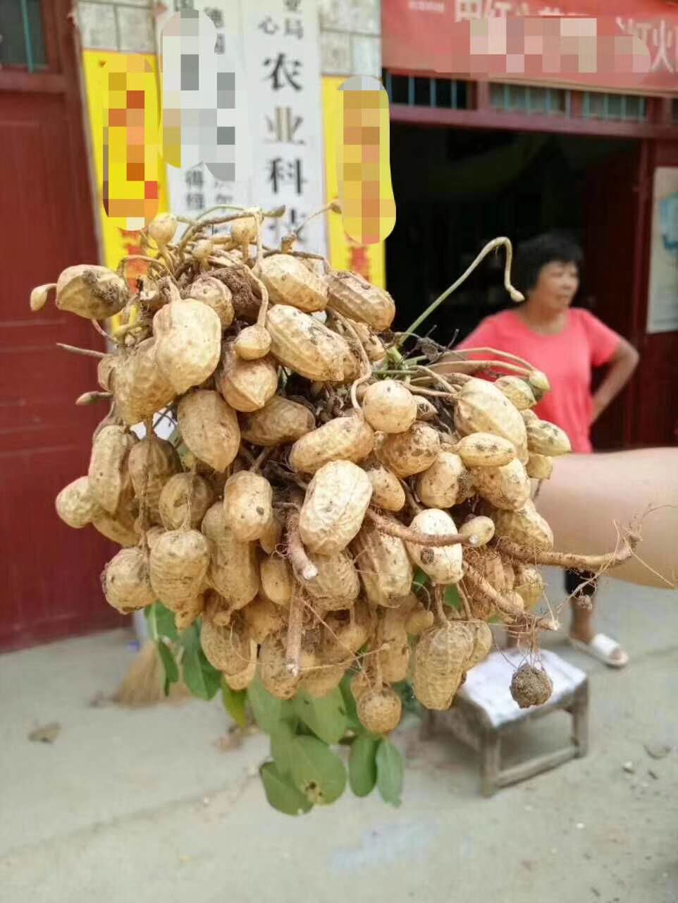 斤半棵花生套餐 防病防早衰 斤半棵花生三遍藥套餐