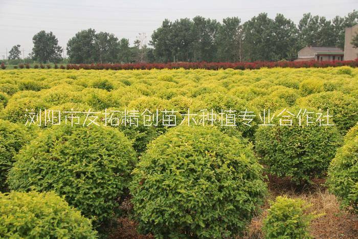 金冠女貞柱圖片/金冠女貞柱樣板圖 (2)