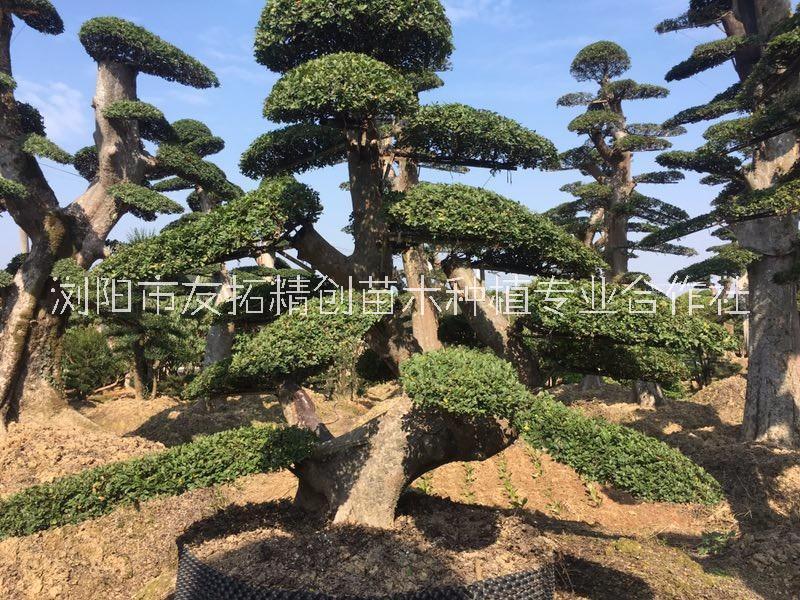 造型羅漢松圖片/造型羅漢松樣板圖 (1)