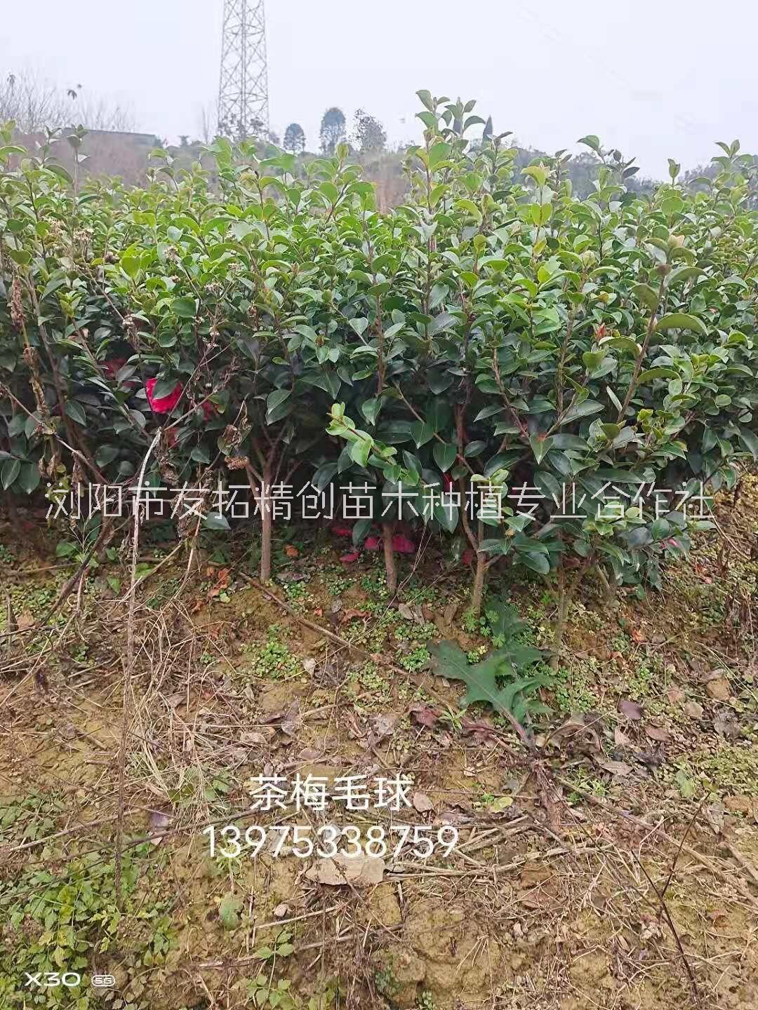 【行情】河北茶梅毛球供應(yīng)商 茶梅毛球基地出售批發(fā)報(bào)價(jià)-瀏陽市友拓精創(chuàng)苗木種植專業(yè)合作社