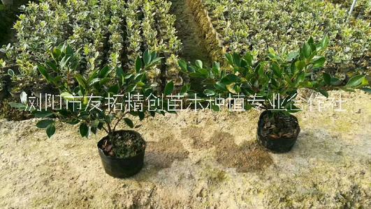 河北茶梅毛球圖片/河北茶梅毛球樣板圖 (3)