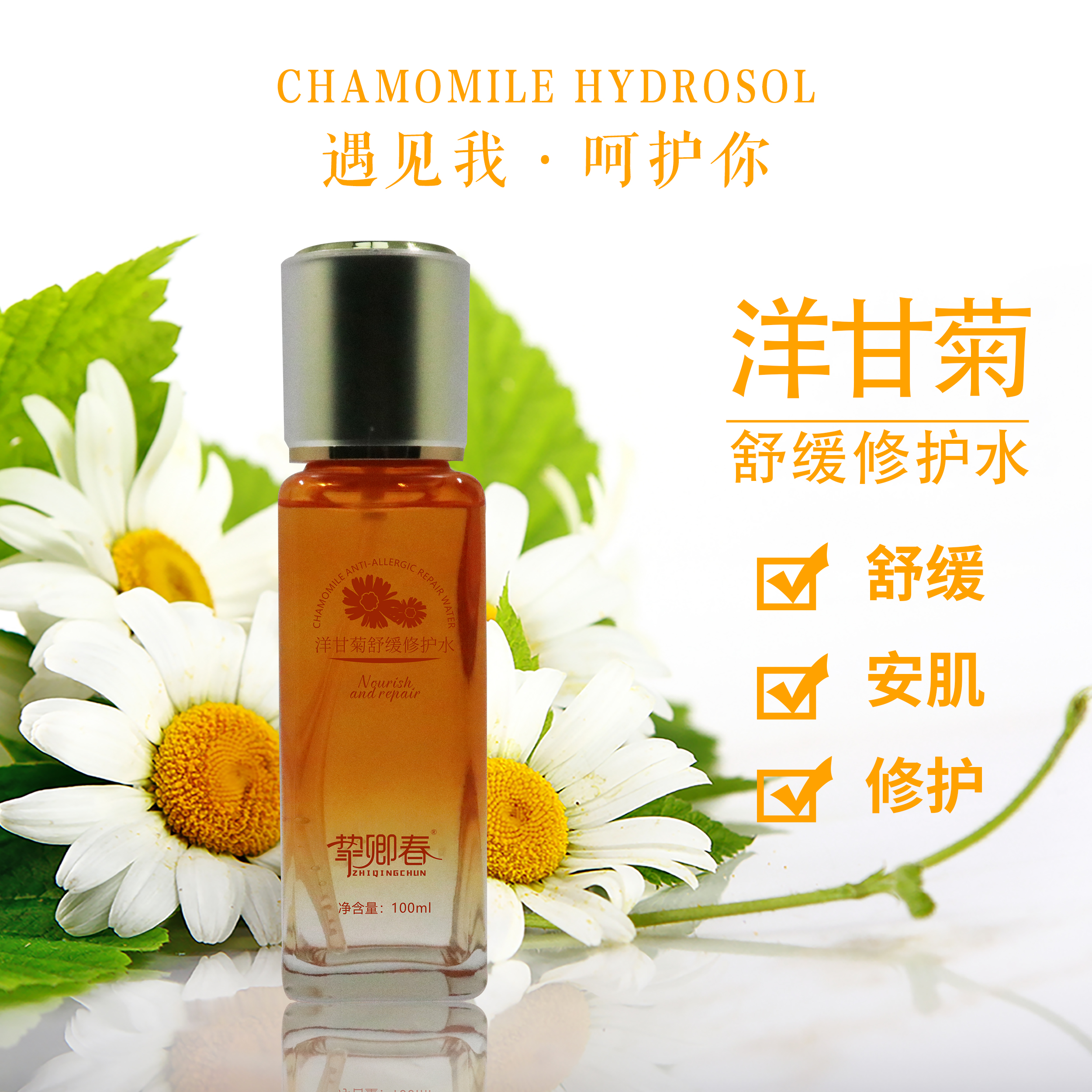 洋甘菊舒緩圖片/洋甘菊舒緩樣板圖 (1)