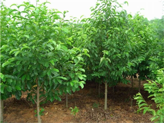 樂昌含笑圖片/樂昌含笑樣板圖 (4)