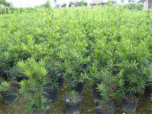 羅漢松圖片/羅漢松樣板圖 (2)