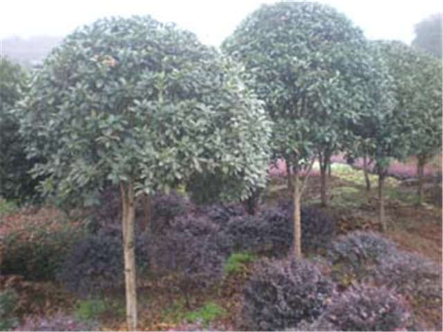 桂花樹圖片/桂花樹樣板圖 (4)