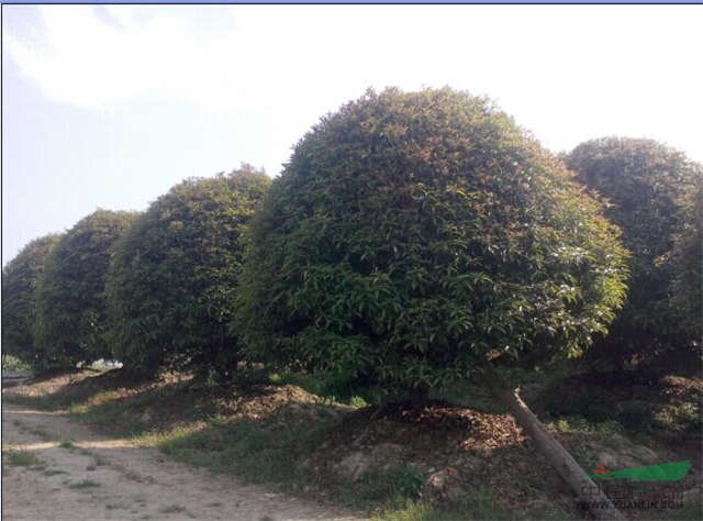 桂花樹圖片/桂花樹樣板圖 (3)