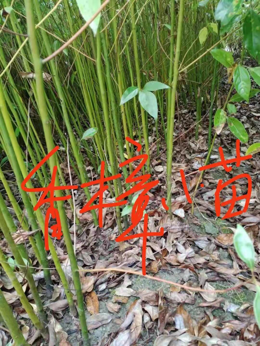 香樟苗多少錢圖片/香樟苗多少錢樣板圖 (2)