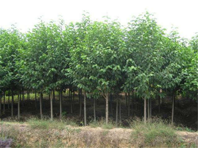 樂昌含笑圖片/樂昌含笑樣板圖 (4)