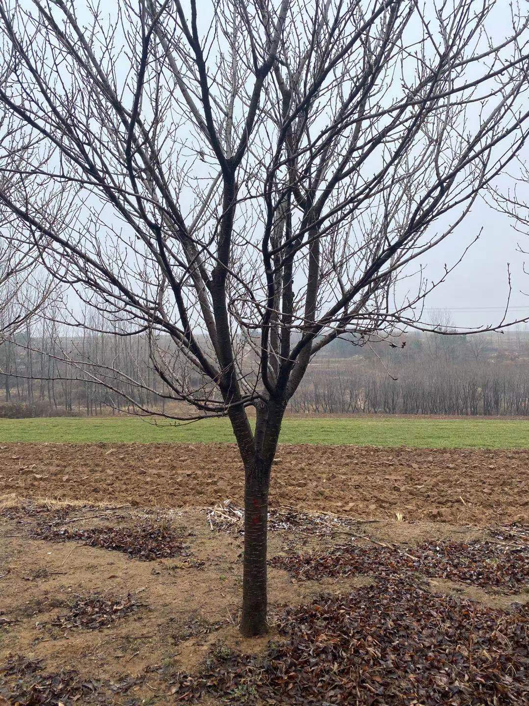 櫻花圖片/櫻花樣板圖 (4)