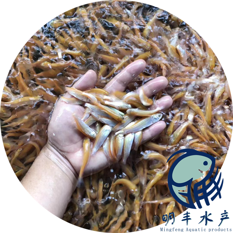 大量供求金草鱼苗-颜色鲜艳-规格达标-品种纯正存活率高【广州明丰水产有限公司】图片