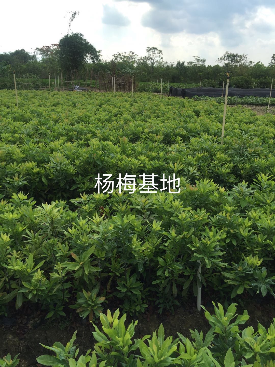 東魁楊梅苗圖片/東魁楊梅苗樣板圖 (4)