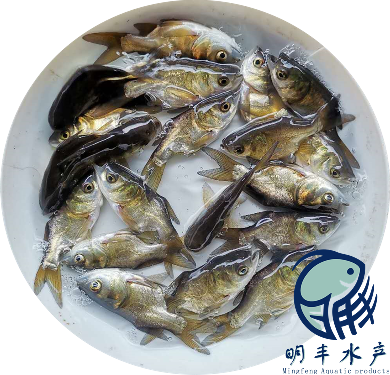 廣東縮骨大頭魚苗圖片