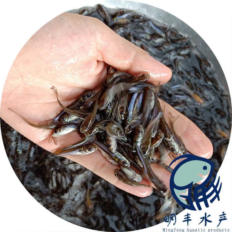 贛州斑點鮰魚苗淡水出售圖片/贛州斑點鮰魚苗淡水出售樣板圖 (4)