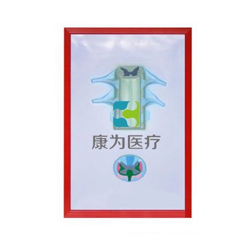 脊髓解剖浮雕模型圖片