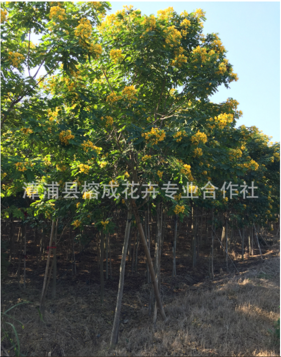 叢生黃花槐圖片/叢生黃花槐樣板圖 (4)