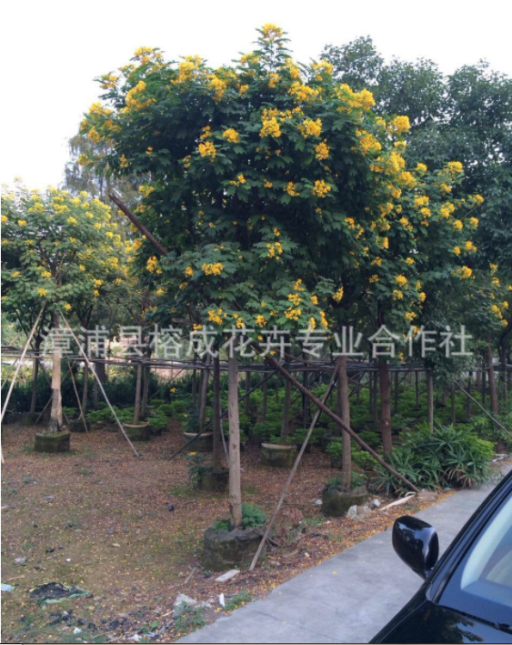 廣東黃花槐苗基地  叢生黃花槐批發(fā)