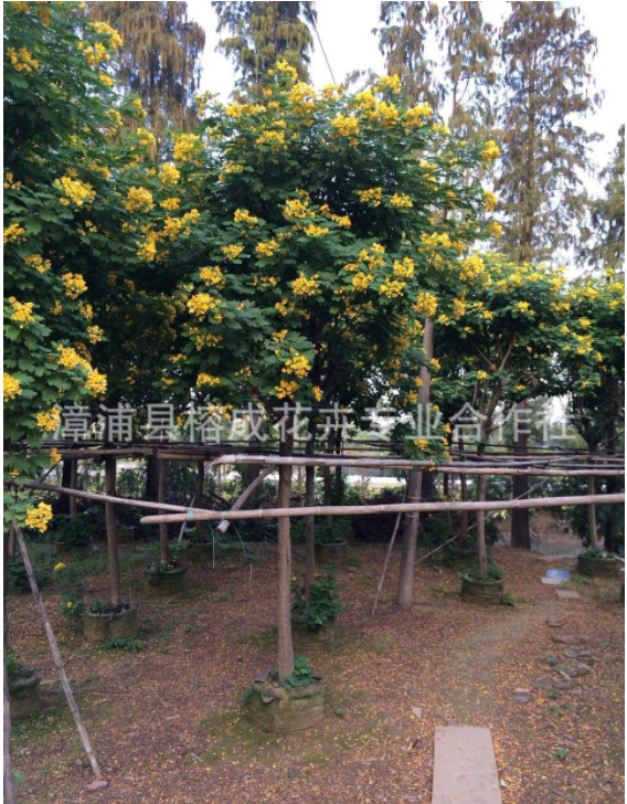 叢生黃花槐圖片/叢生黃花槐樣板圖 (3)