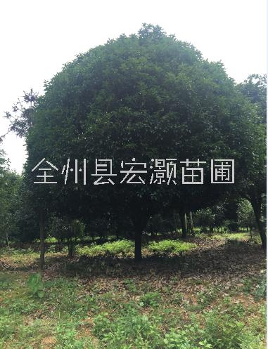 成都桂花樹圖片/成都桂花樹樣板圖 (2)