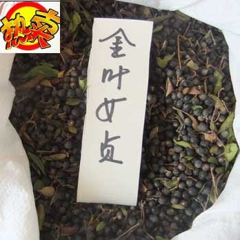 金葉女貞種子圖片/金葉女貞種子樣板圖 (2)