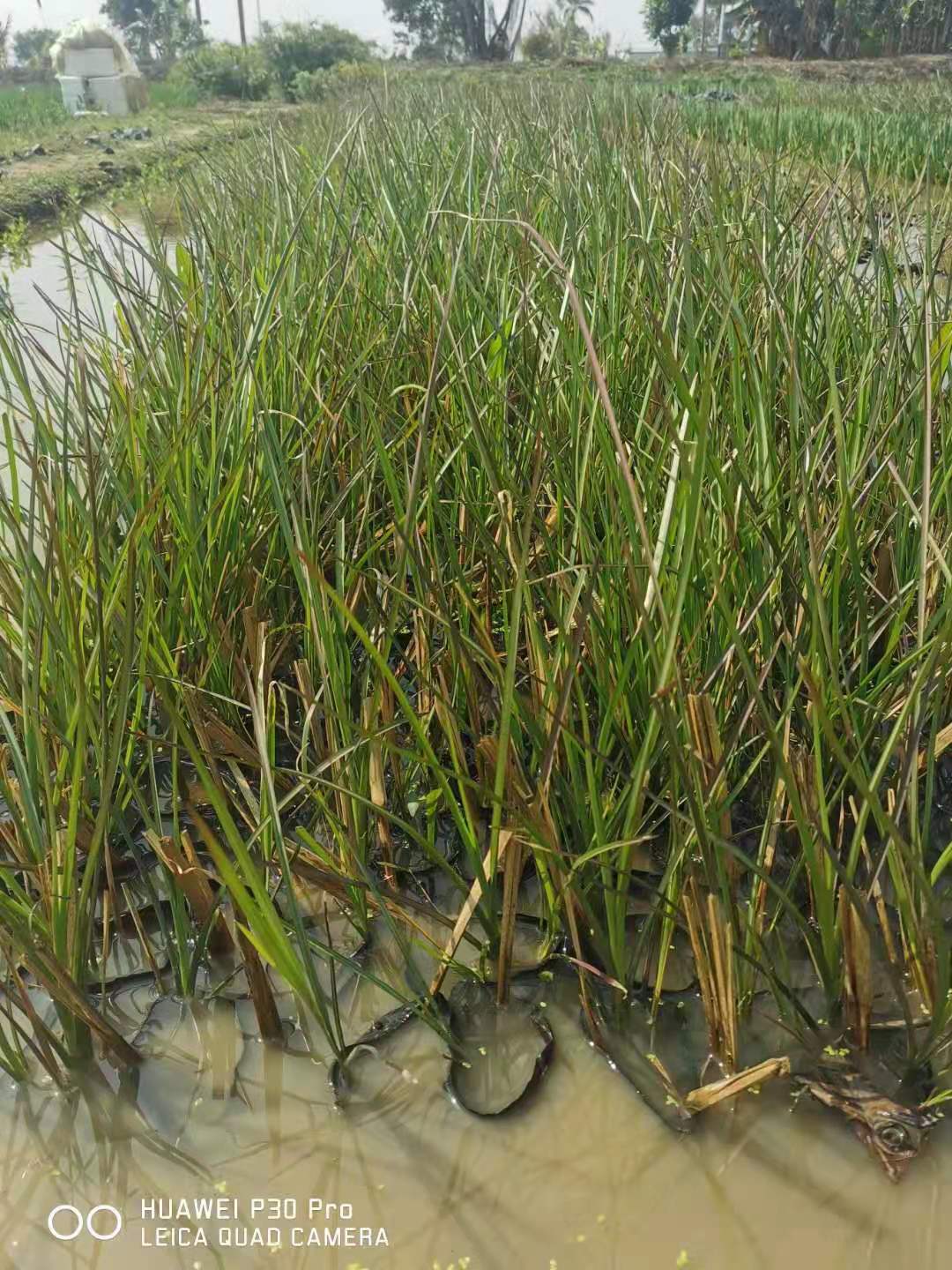 佛山香根草批發(fā)圖片/佛山香根草批發(fā)樣板圖 (2)