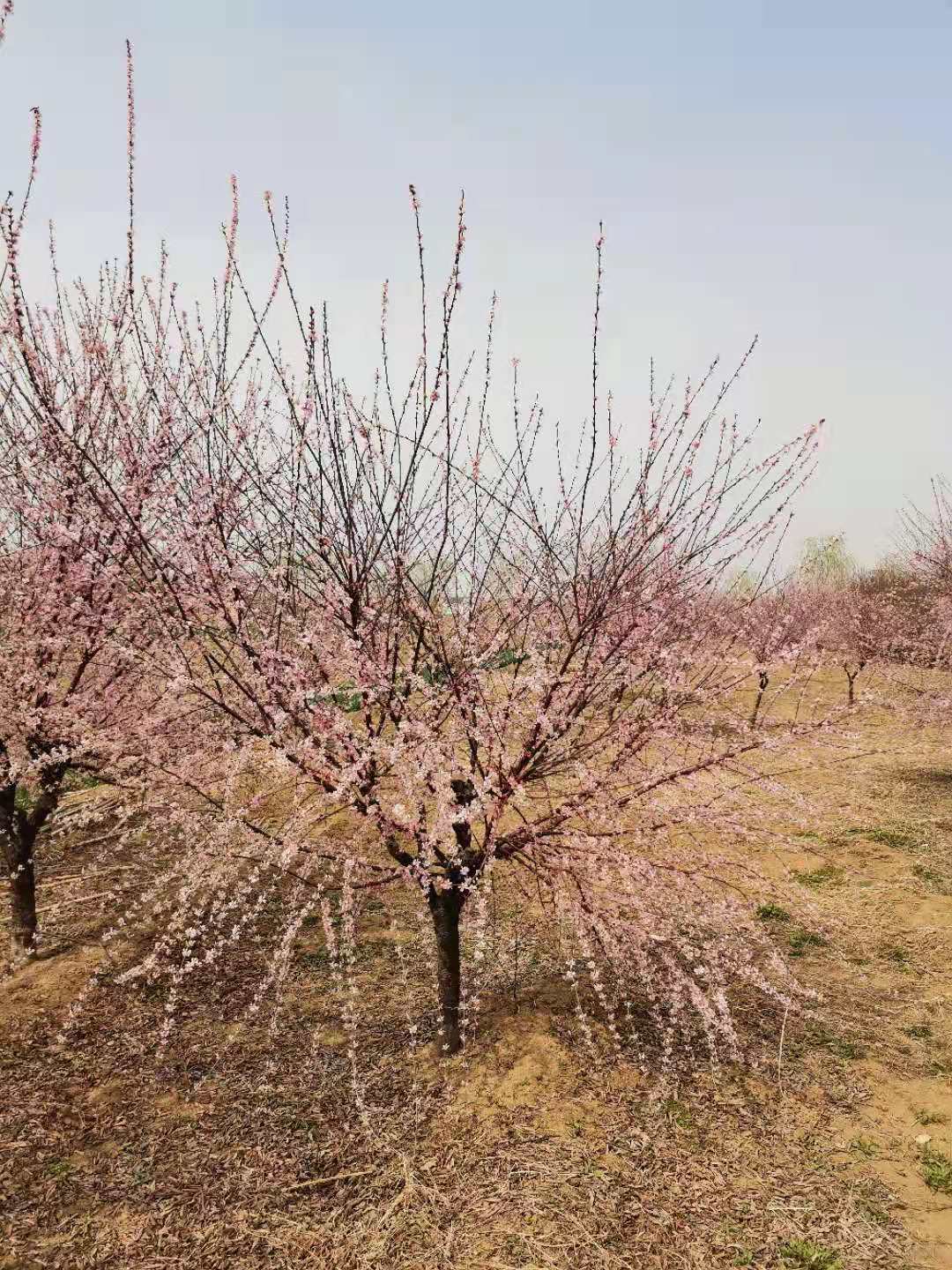 榆葉梅圖片/榆葉梅樣板圖 (3)