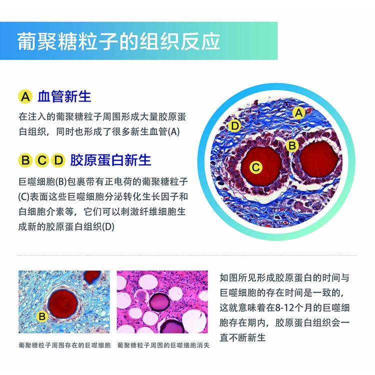 工厂代加工 葡聚多肽葡聚糖冻干粉工厂代加工 葡聚多肽葡聚糖冻干粉 填充苹果肌下垂太阳穴凹陷 工厂代加工 葡聚多肽葡聚糖冻干粉