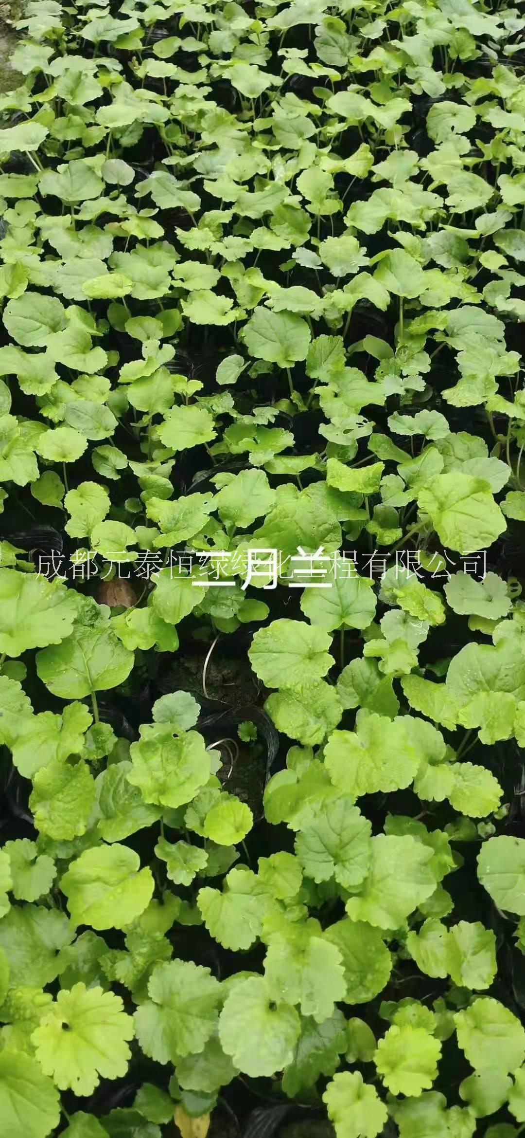 供應(yīng)四川成都二月蘭水生植物、地被苗木批發(fā)價(jià)格表