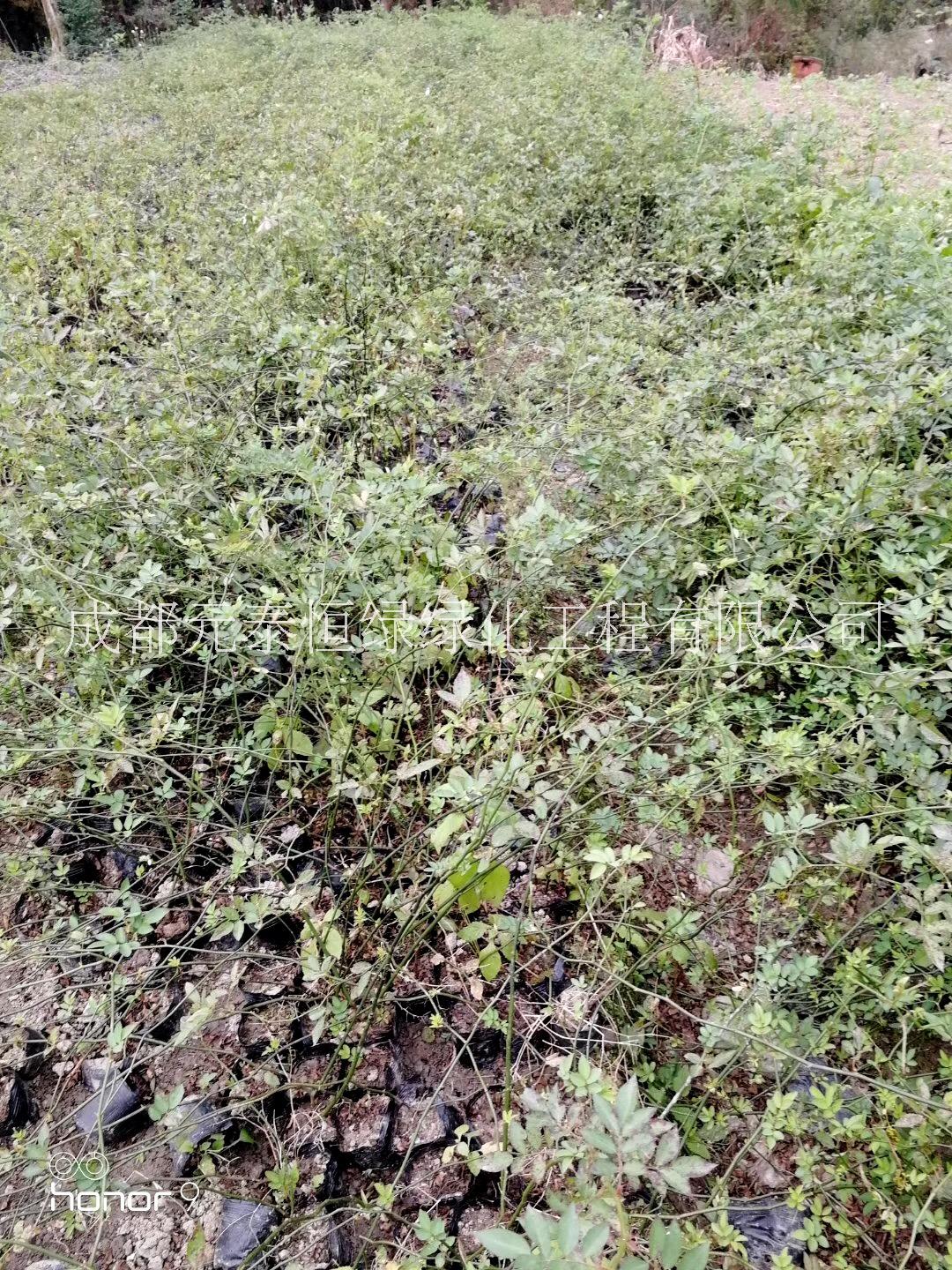 薔薇圖片/薔薇樣板圖 (2)