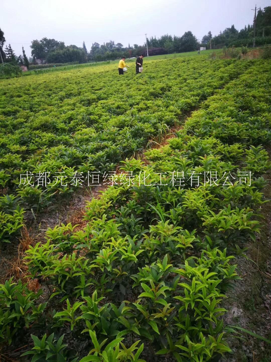 四季桂圖片/四季桂樣板圖 (2)