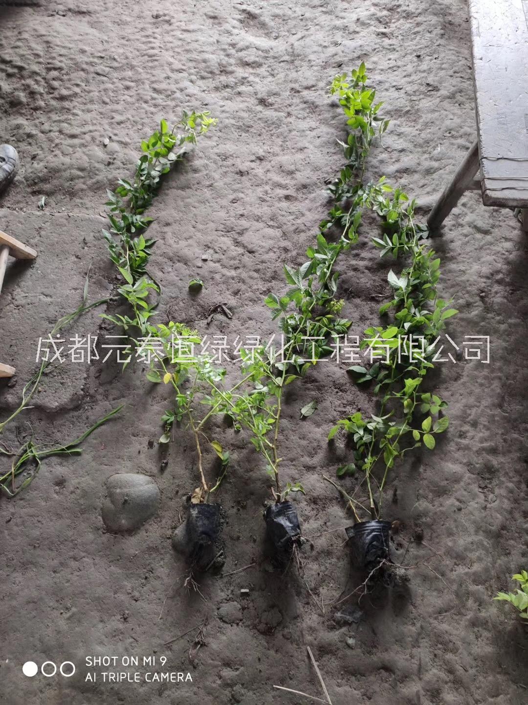 薔薇圖片/薔薇樣板圖 (4)