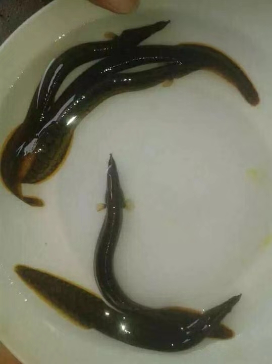 廣西桂林刀鰍苗價格多少錢哪優(yōu)惠便宜哪家好【廣西華新魚場】