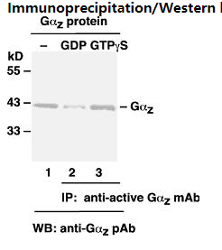 Anti Active Gαz Mouse Monoclonal Antibody