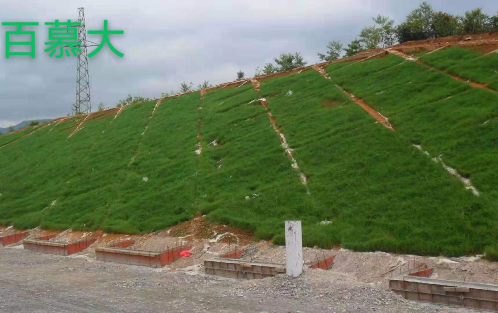 济宁市山东百喜草厂家批发厂家批发护坡绿化草坪子百喜草子工程绿化宽叶草子护坡固土四季青草子耐踩 山东百喜草厂家批发