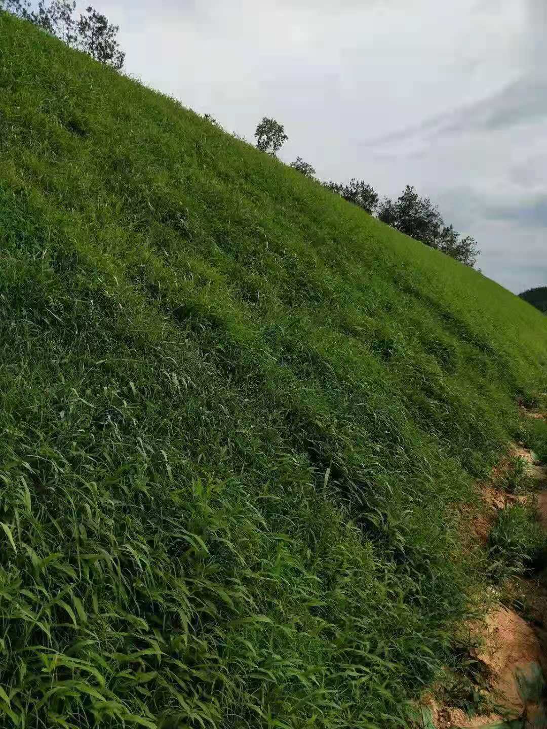 山东百喜草厂家批发批发护坡绿化草坪子百喜草子工程绿化宽叶草子护坡固土四季青草子耐踩 山东百喜草厂家批发