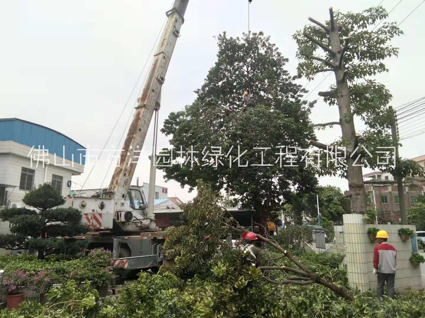 承接砍树绿化电话 广东承接砍树绿化 佛山承接砍树绿化 广州佛山承接砍树绿化