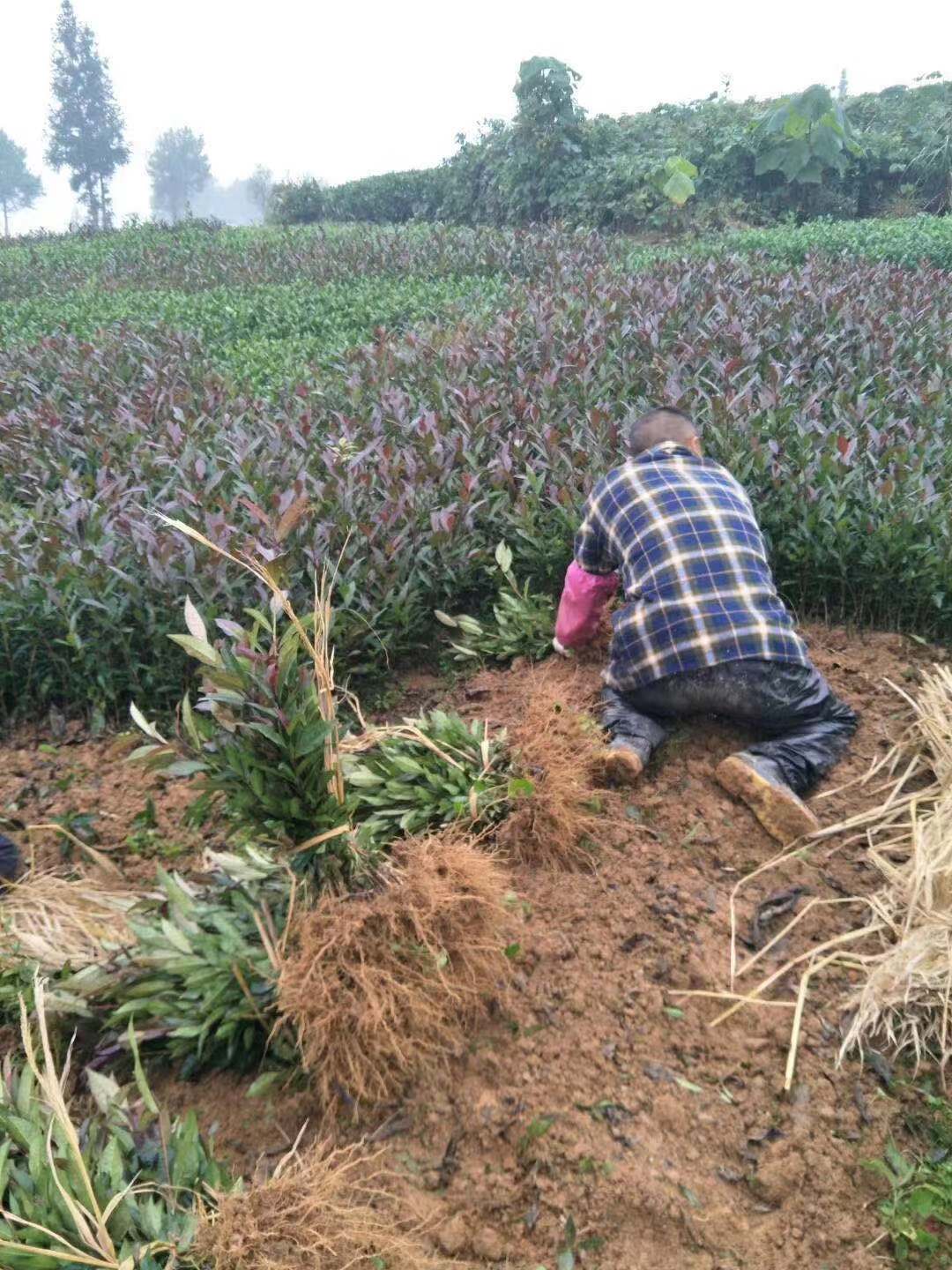 黄冈市中茶108茶苗基地批发-中茶108茶苗价格、黄金茶苗价格 湖南中茶108茶苗价格