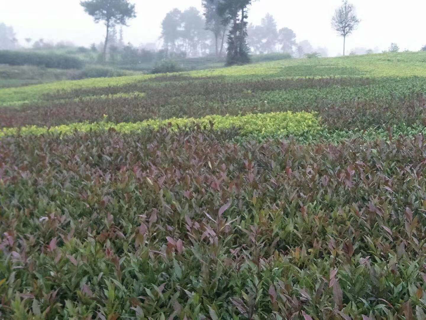 湖南中茶108茶苗价格黄冈市中茶108茶苗基地批发-中茶108茶苗价格、黄金茶苗价格 湖南中茶108茶苗价格