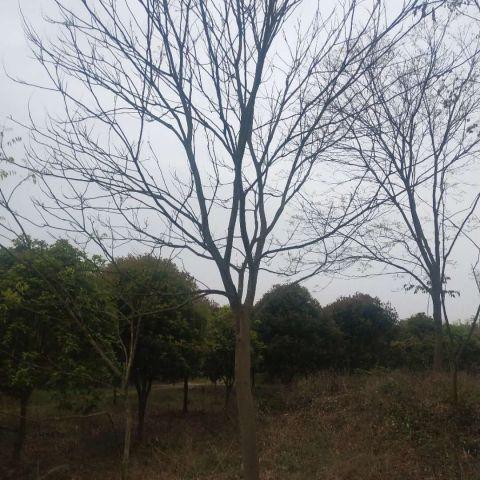 1到12公分無(wú)患子樹(shù)供應(yīng)  1到12公分無(wú)患子樹(shù)價(jià)格