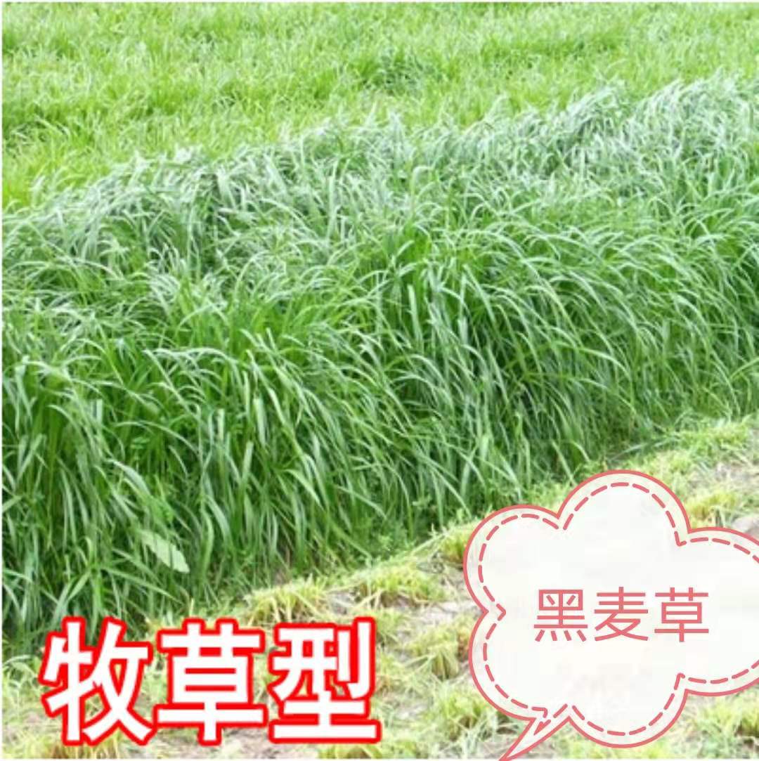 綠化草種子圖片/綠化草種子樣板圖 (1)